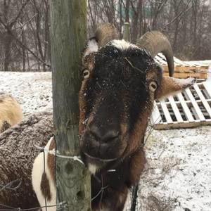 Meet your Posher, Pam